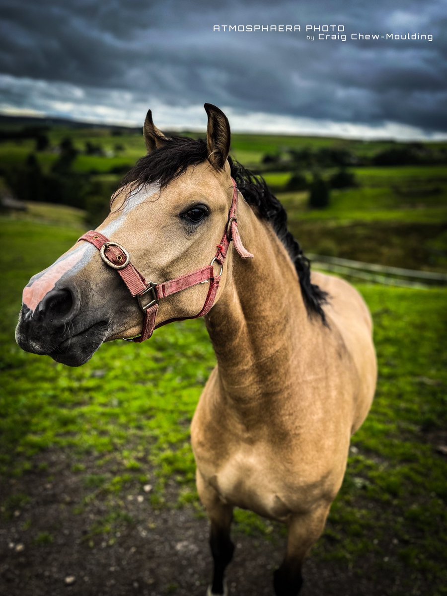 A very pretty looking horse, spied while out walking on the hills of #Calderdale #iphonephotograhy #shotoniphone