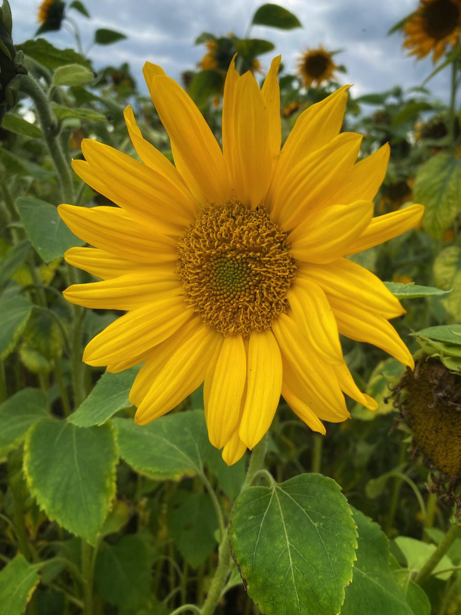 joymarie_h's tweet photo. #Sunflowers #sunflowerpatch #startthedaygood #yellowflowers #September2023 #farmland #HappySaturday https://t.co/v68slAhPTm