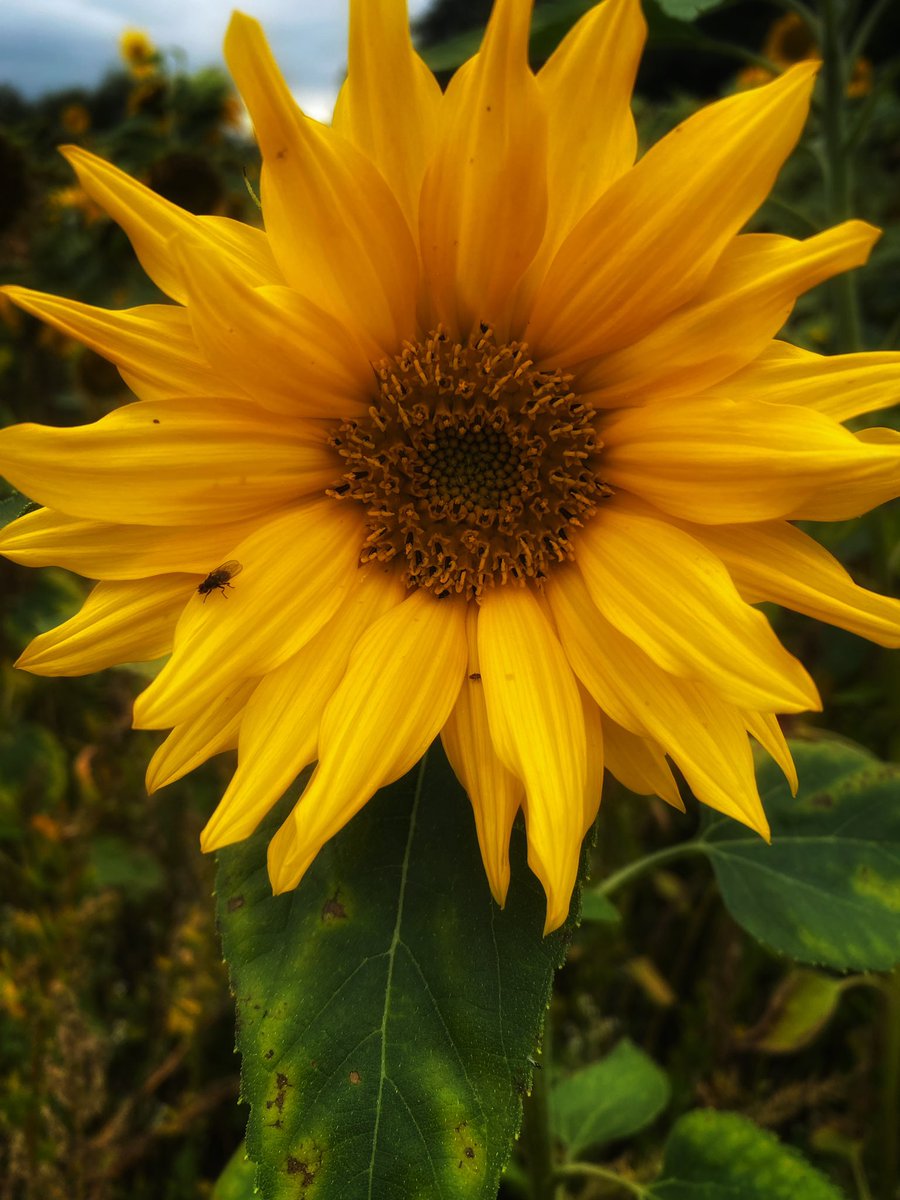 joymarie_h's tweet photo. #Sunflowers #sunflowerpatch #startthedaygood #yellowflowers #September2023 #farmland #HappySaturday https://t.co/v68slAhPTm