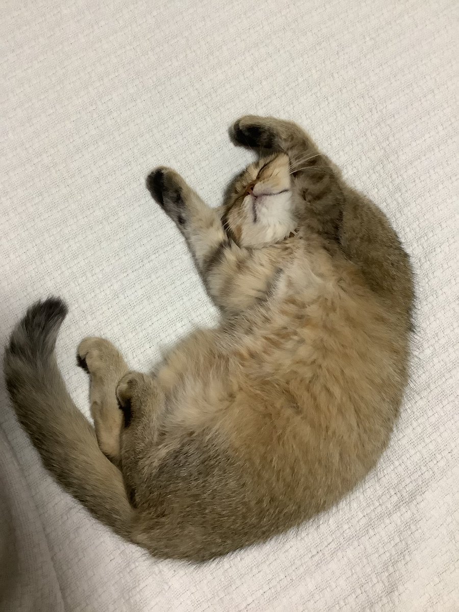 lilelledarling's tweet photo. Meow meow turned one. Still my baby. https://t.co/yHXaaDQ5xG