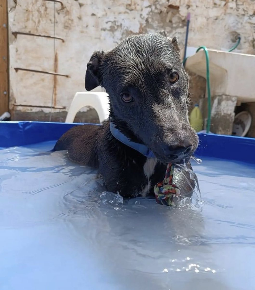 beadifusiones's tweet photo. 🚨ADOPCION URGENTE🚨🚨
Lana es una perra de 2 años, pesa 25 kilos de puro amor y energía, convive con perros pero no es compatible con gatos chic@s. 692396887 Sanita, Dulce y buena puede viajar 🐾🥰 CASITA 🩵🩵🩵 https://t.co/MoNbnjNj8w