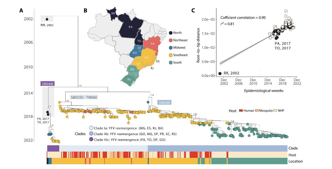 Marta Giovanetti (@mittenavoig) on Twitter photo Our collaborative efforts in Brazil show that combining genomics with eco-epidemiology can enhance traditional infectious disease surveillance and control! @LourencoJML <a href="/lalcan40/">Luiz Alcantara</a> <a href="/vagnerf0nseca/">Vagner Fonseca</a> @edwardcholmes! Today on Science Advances: science.org/doi/epdf/10.11… Our collaborative efforts in Brazil show that combining genomics with eco-epidemiology can enhance traditional infectious disease surveillance and control! @LourencoJML <a href="/lalcan40/">Luiz Alcantara</a> <a href="/vagnerf0nseca/">Vagner Fonseca</a> @edwardcholmes! Today on Science Advances: science.org/doi/epdf/10.11…