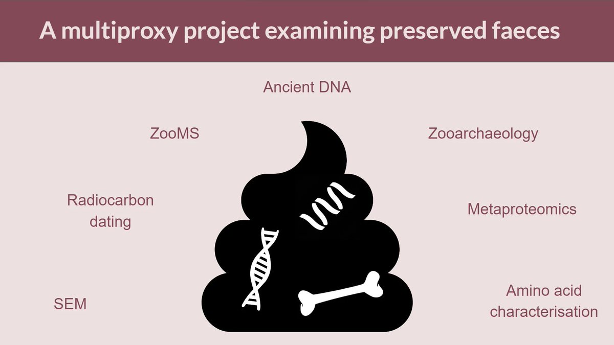 There is a WHOLE SESSION at the @archaeologyEAA #EAA2023 about coprolites 💩

I'll be talking about my analysis of early medieval corpolites from #moynaghlough and #coppergate 

Session 573, starting at 11 in the maths and physics teaching centre, room G014.