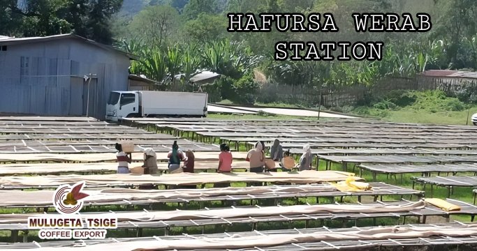 ETHIOPIA YIRGACHEFFE @MULUGETATSIGECOFFEE HASFURSA WERAB COFFEE STATION has been processing coffee since 2005G'C @mulugetatsigecoffee is always the preferred coffee supplier in terms of quality and honesty!!
#mulugetatsigecoffee #yirgacheffe #yirgacheffecoffee #hafursacoffee