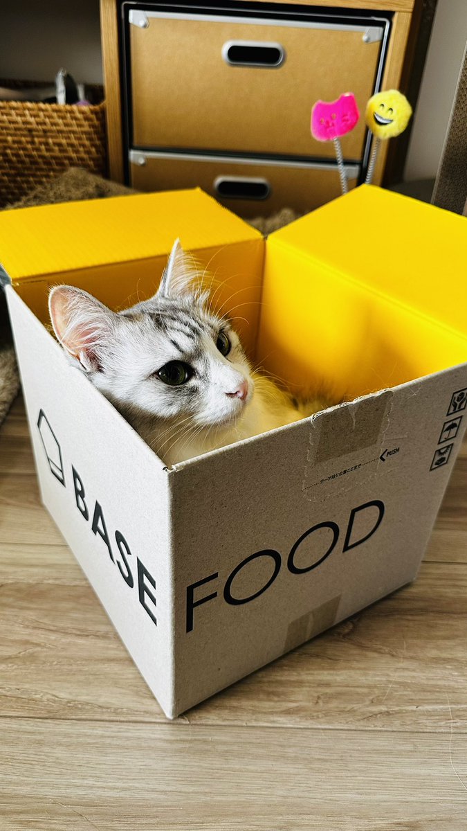 飼い主の減量用にと箱買いした食料の黄色い箱をいたく気に入った様子の猫氏