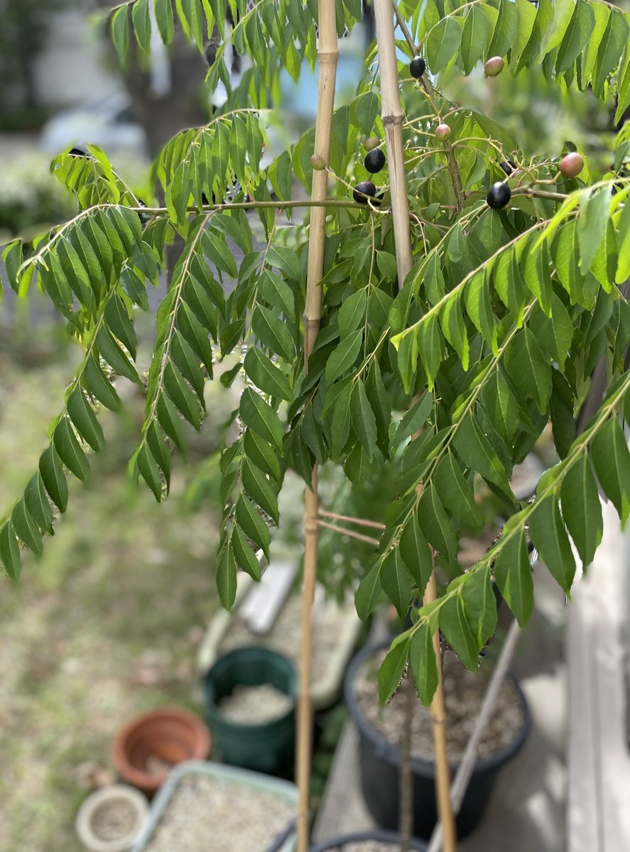 YaatreeCoffee's tweet photo. 2020年、山食音で貰ったカレーリーフの種を育てて3年。
初めて実をつけた。
めちゃ嬉しいぞ。
#山食音　#カレーリーフ https://t.co/jub74hwA6b