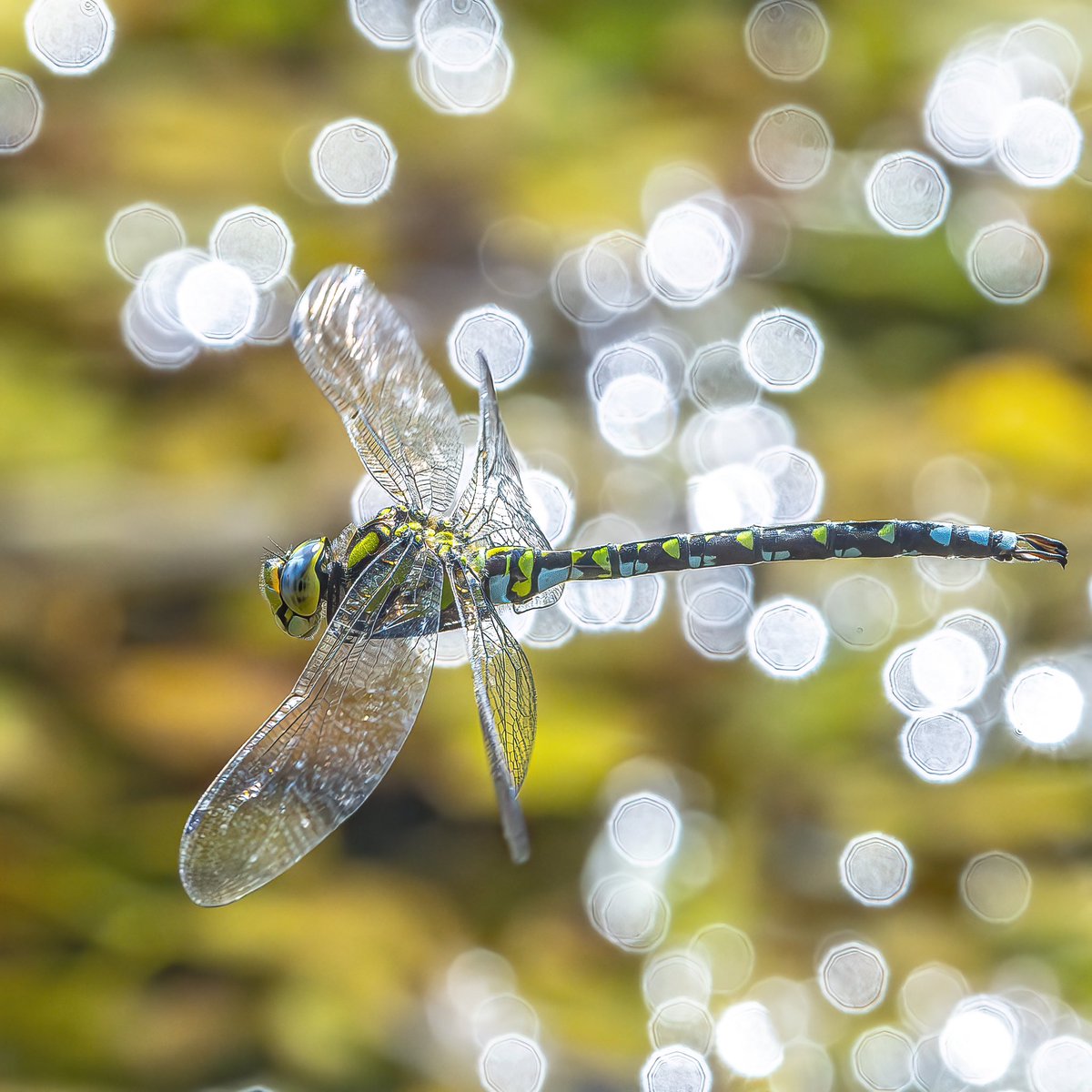 Paul Wright 🇬🇧🇯🇲🇸🇰 tweet media