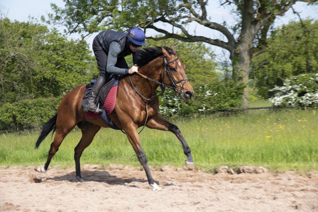 ianwilliamsraci's tweet photo. Three today

Silent Film under @FrankieDettori goes at Kincsem Park

Night On Earth for @spencer_coomes goes @ChesterRaces under @DavidEgan99

Dream Harder for @PaulCurly1968 goes in the @WillHillRacing Silver Cup @Beverley_Races under @_benacurtis

👉 https://t.co/e4dFEQurou https://t.co/5EvaTQOqdR