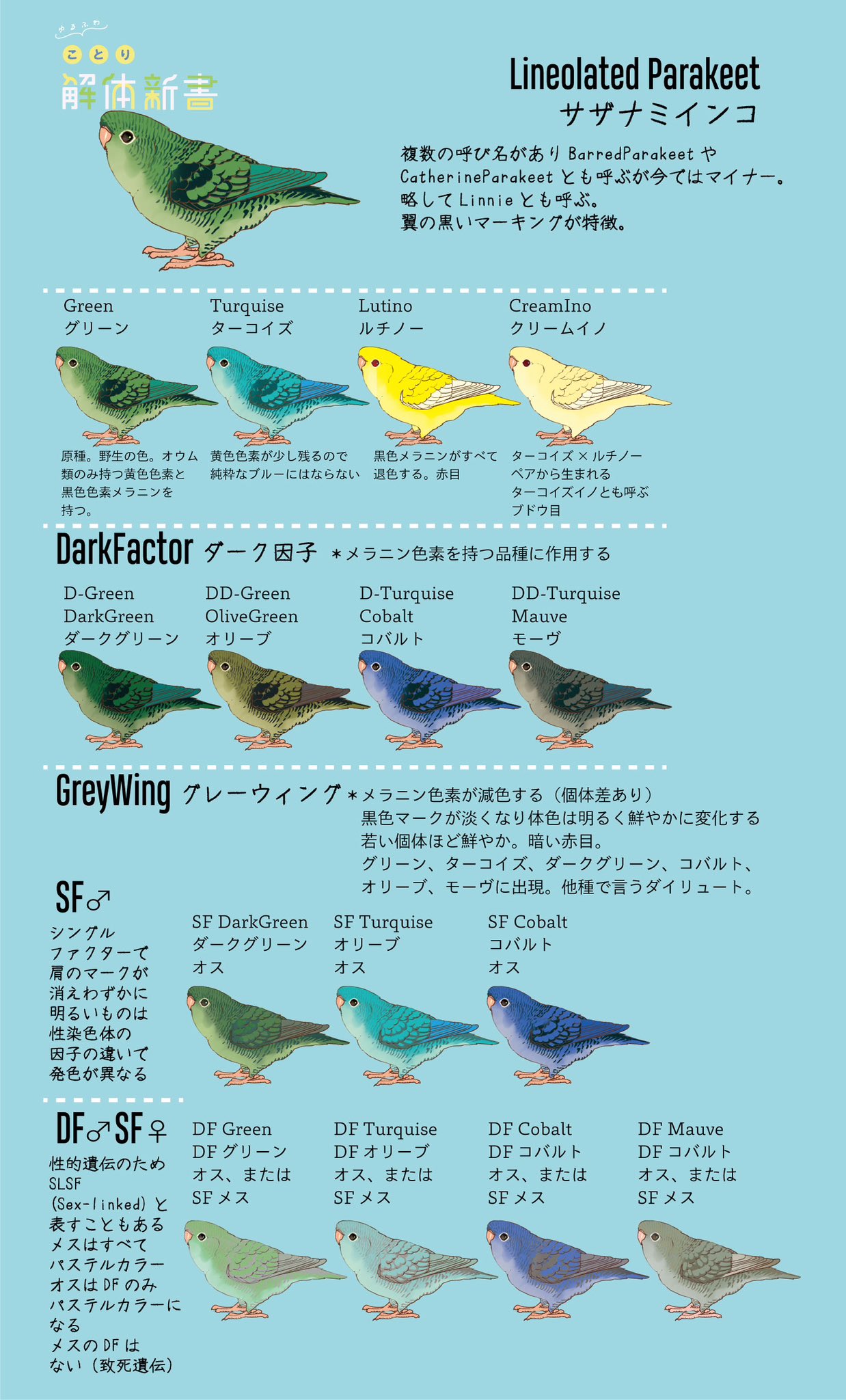 サザナミインコ　10品種 青いことり工房Liz on X: 