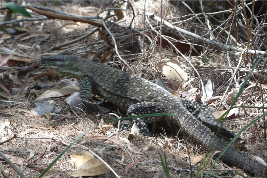 millyfromoz's tweet photo. Mum went looking for birbs today and thought she'd somehow landed in Jurassic Park !!
#BeardedDragon
#LaceMonitor
#IslandLife https://t.co/4Hcr0ZmjaW