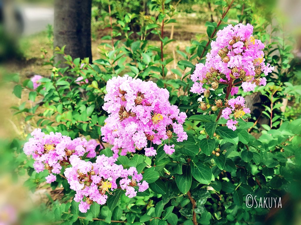 百日紅の和名どおり
暑いさなかでも咲き続けてる
サルスベリの鮮やかな緑とピンク