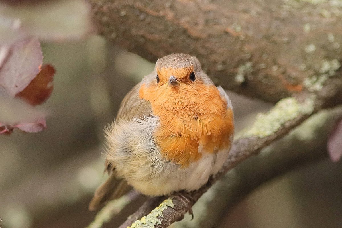 My garden Robin 'Twiglet' in the Cherry Plum Tree a couple of weeks ago #DDOR