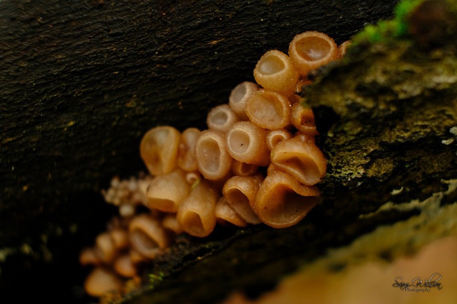 SamWlandscapes's tweet image. Found this cool jelly in the forest #NaturePhotography #naturelovers #MacroNature