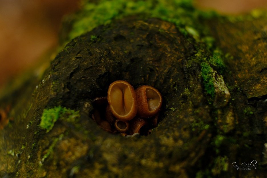 SamWlandscapes's tweet image. Found this cool jelly in the forest #NaturePhotography #naturelovers #MacroNature