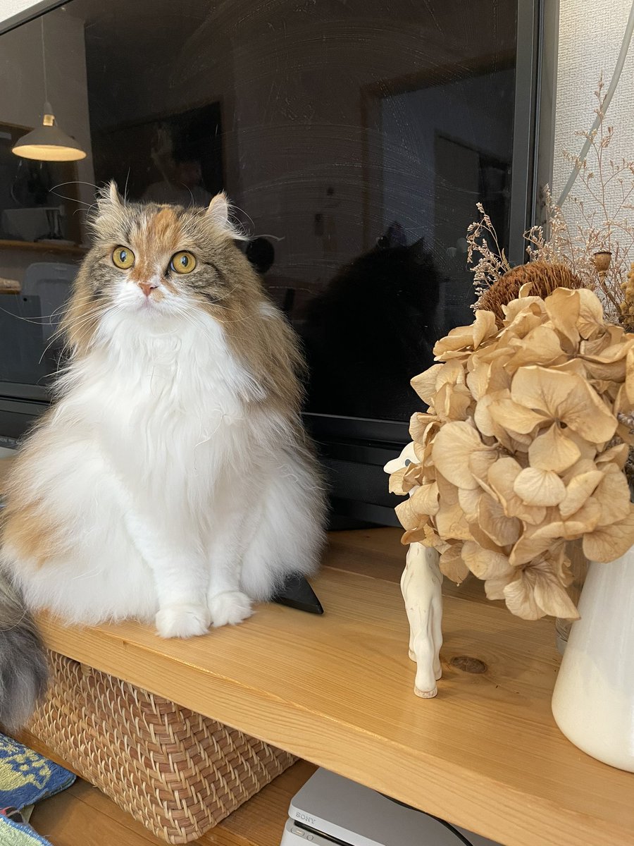 きなこ アメリカンカールの三毛猫 (@kinakomochi0105) / Posts / X