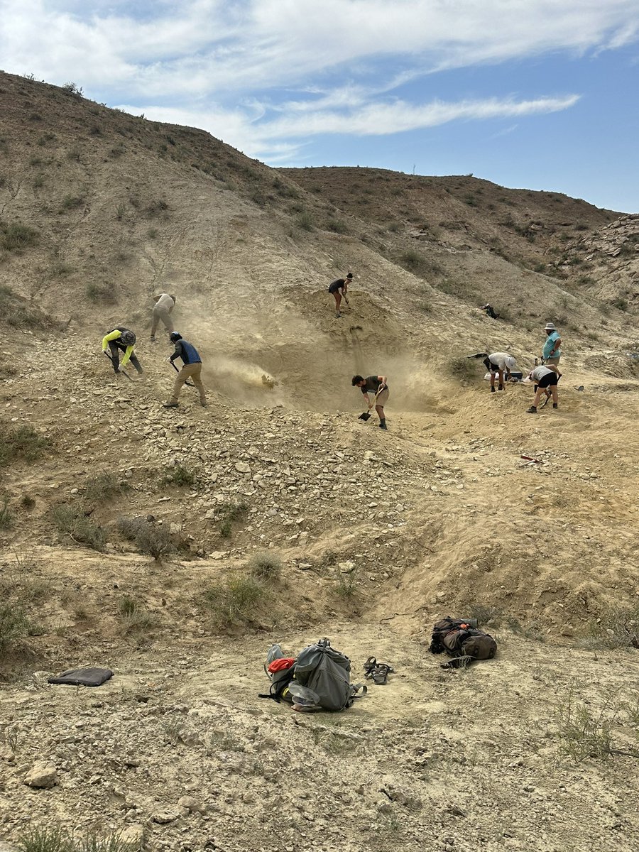 Dino_Chinzorig's tweet photo. #MADEX23 #NatGeo #ZZTE23 #IPMAS #dinodig23
DAY-11: The Early Cretaceous giant ankylosaur “HAHA” quarry in southeastern Gobi in Mongolia is done for this year. ~5m tall, ~7m wide, and ~8m depth quarry is buried back in 1,5h. 👏⛺️🍻@ExpeditionLive @freewillie643 @palaeontolojosh https://t.co/lkTZat2q51