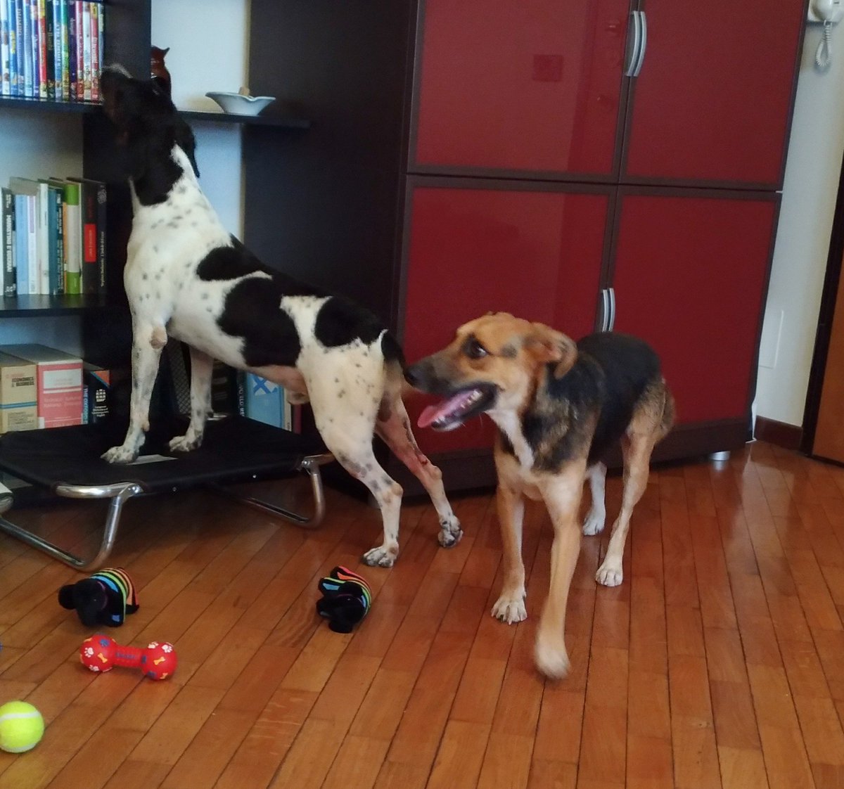 Jack & Timos - senior dogs tweet media