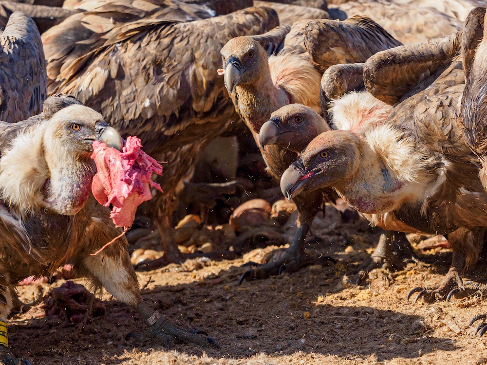 🦅 Dnes je #InternationalVultureAwarenessDay. Přečtěte si v novém čísle Ptačího světa reportáž <a href="/LilyKores/">Lily Kores</a> a <a href="/VeraSychrova/">Věra</a> z krmiště supů v severošpanělském Binacedu.🇪🇸

✅ PDF ke stažení na birdlife.cz/ptaci-svet-3-2… (str. 29)

@life_eurokite