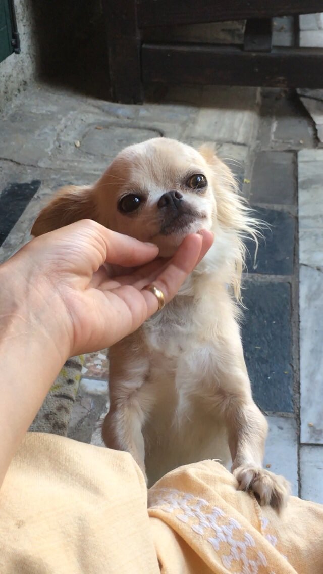soncose's tweet photo. dico no alle catene e sì ad una foto di  Piccolo Cane per voi https://t.co/aXNi3F1zg8