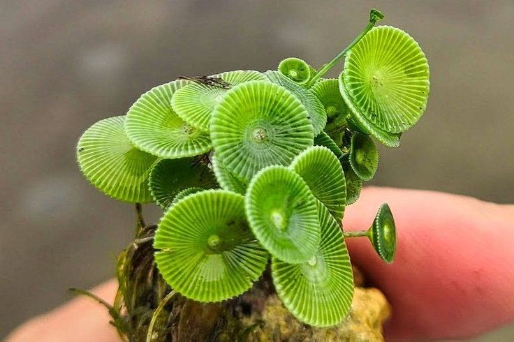 👉Acetabularia jalakanyakae👈
📷:<a href="/bbc/">BBC</a>
🌎:india
#Seaweed #Plant #Plantar #Bitki #Planta