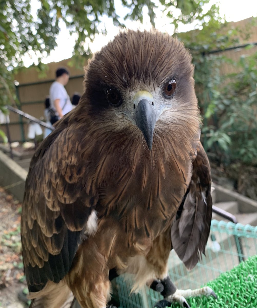 suzakazoo's tweet photo. ふわっとふくらんだ角さん♂🪶
いつものシュッとキリッと感とのギャップが…❤️

#須坂市動物園
#須坂市
#トビ
#トビは可愛い https://t.co/vhU8EgLqBA