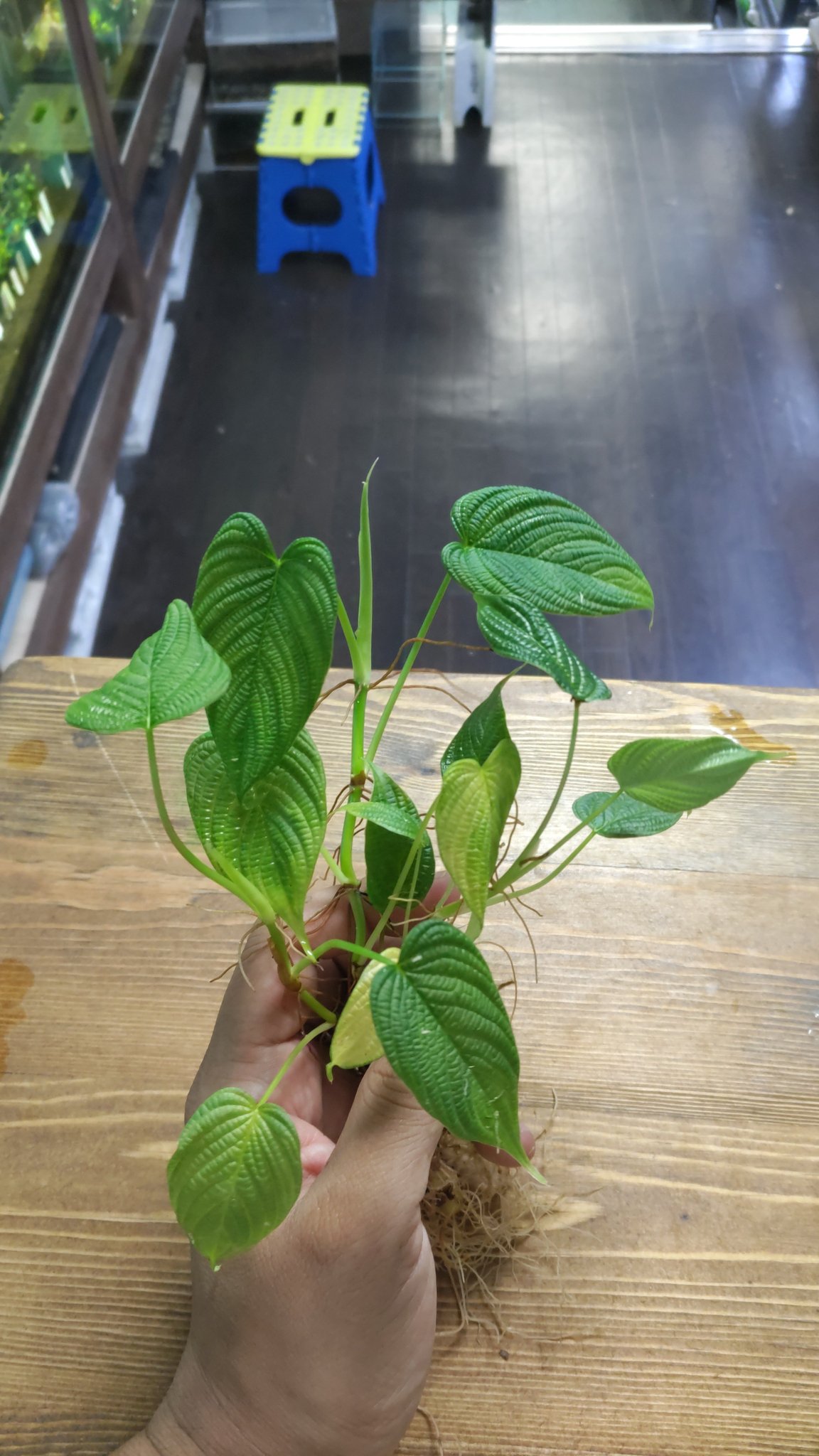 Plants Base on X: 