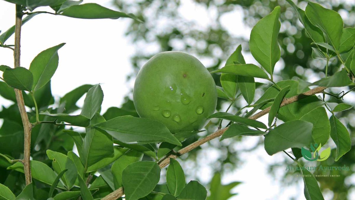 arunjharwal's tweet photo. How to Use Bilva (Aegle marmelos)
Its versatile nature allows for various methods of incorporation, tailored to individual constitution and health goals. Here's a guide on how to effectively use #bilva in #ayurveda:
Bilva Juice:
Extracting fresh juice from ripe Bilva fruits is a common Ayurvedic practice. Consume this juice in the morning on an empty stomach to kickstart your digestion and boost immunity. #bilvajuice is particularly effective for alleviating digestive issues and promoting overall wellness.
Bilva Powder:
Create Bilva powder by drying and grinding Bilva leaves and fruits. This powder can be added to warm water, herbal teas, or incorporated into recipes. Its astringent and bitter taste supports digestion and can aid in managing conditions related to excess #kapha dosha.
Decoctions (Kashaya):
Boil Bilva leaves, fruits, or even its bark in water to make a potent decoction. This concentrated liquid is beneficial for various ailments, including respiratory issues, digestive discomfort, and promoting #detoxification.
Herbal Formulations:
Bilva is a crucial component of many #ayurvedic formulations. Combining it with other herbs can create specialized #remedies for specific health concerns. Consult an Ayurvedic practitioner to find formulations tailored to your needs.
External Applications:
Bilva's antimicrobial properties make it suitable for external use. Create poultices or infused #oils using leaves or powder and apply them to wounds, cuts, or #skin irritations for natural healing.
Safety and Precautions
While bilva offers a plethora of #healthcare advantages, it's crucial to exercise caution. Pregnant or breastfeeding individuals, as well as those with underlying health conditions, should consult a healthcare professional before incorporating it into their routine. It's advisable to start with small quantities and monitor for any adverse reactions.
How to Use Bilva Patra for Diabetes?
Bilva patra have garnered attention for their potential to manage #diabetes. Consuming a concoction made from dried bael patra may help regulate blood sugar levels.
https://t.co/Unjy2l1h2Q