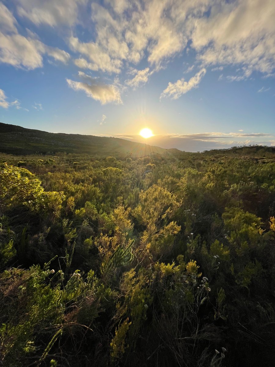 marksless's tweet image. First day of spring #CapeTown