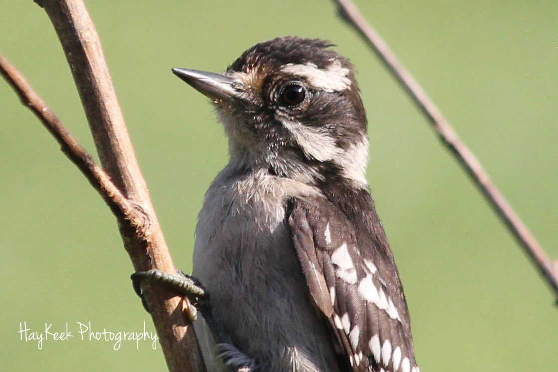 #DownyWoodpeckers are so stinking cute, am I right? This sweet girl is Lana and she visits me frequently throughout the day. #PutSomeHappyInTheWorld #Birds #Woodpeckers #Birding #Birdwatchers #TennesseeBirds