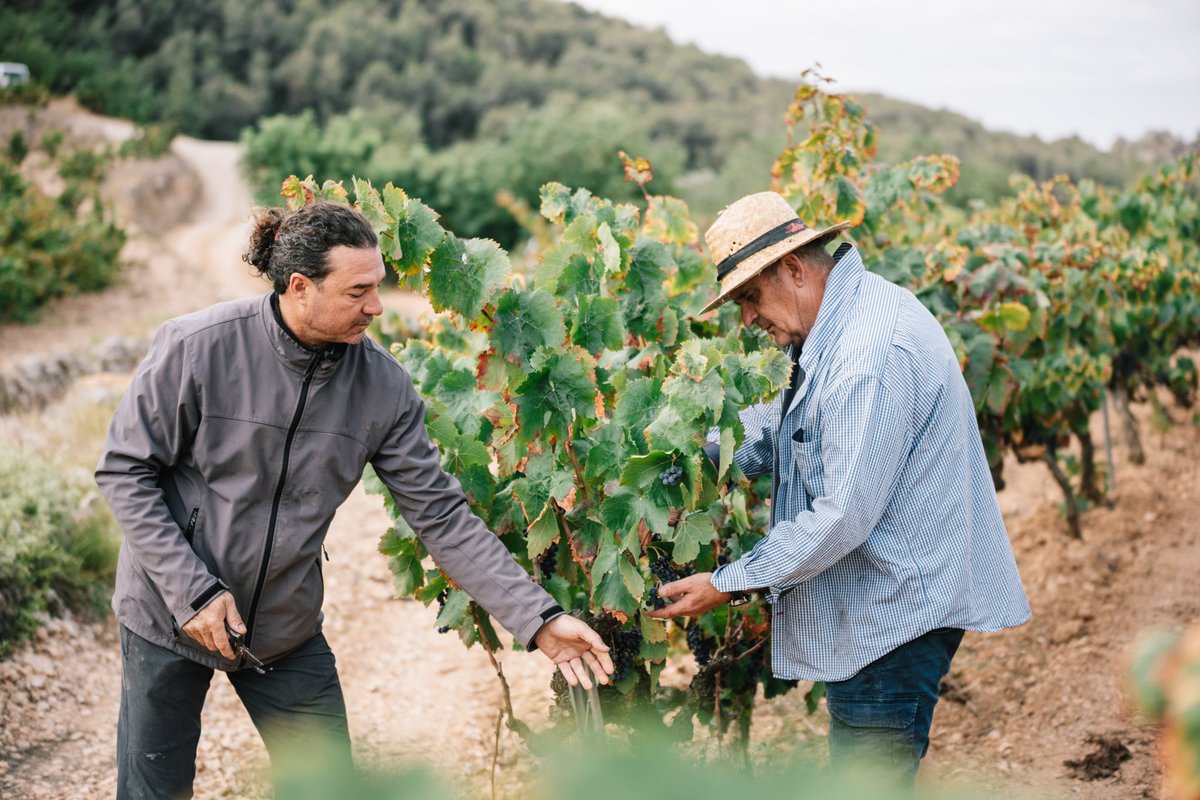 PuigBatet's tweet photo. 📸🍇✨🤎🍷
Sentiments, esforç, cura i experiència que es transmeten de generació en generació. 

Avis, pares, fills, germans, tiets, nebots, cosins!

📸Imatges magnífiques, que ens ha capturat @carlosrodelasmedia 

Bon cap de setmana a tots. 

#família #generacions #collita2023 https://t.co/oA4dZLhjIV