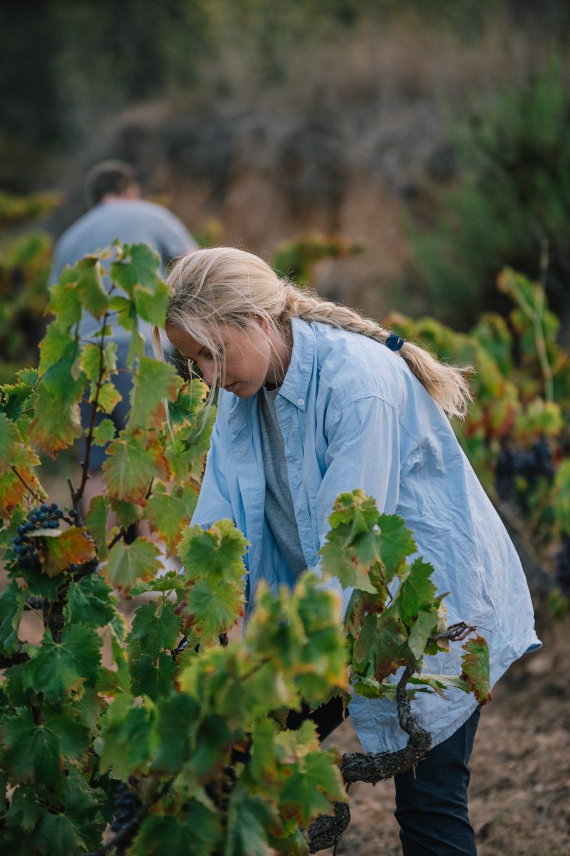 PuigBatet's tweet photo. 📸🍇✨🤎🍷
Sentiments, esforç, cura i experiència que es transmeten de generació en generació. 

Avis, pares, fills, germans, tiets, nebots, cosins!

📸Imatges magnífiques, que ens ha capturat @carlosrodelasmedia 

Bon cap de setmana a tots. 

#família #generacions #collita2023 https://t.co/oA4dZLhjIV