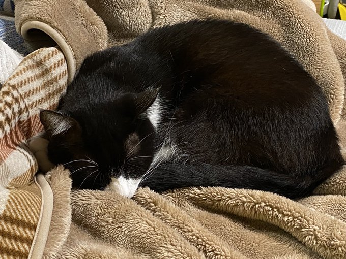 我が実家にすむ守護猫クロちゃん。
久々でしたが変わらず人馴れしてた良い子ちゃんでした(๑╹ω╹๑ )
お腹触らせてくれました。 