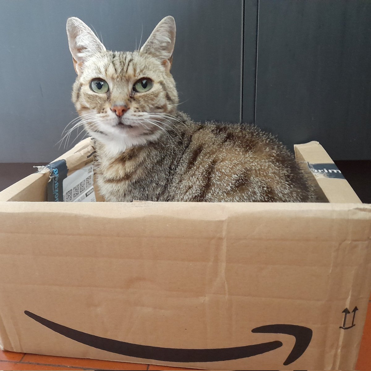 #Caturday #CatsOfTwitter #CatsOfX