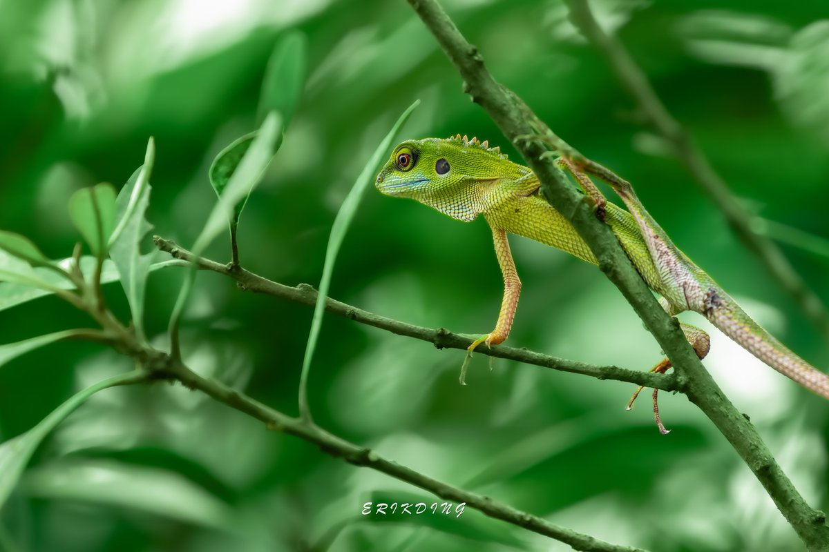 ErikDing868's tweet photo. #gardenlizard
#トカゲ
#lizard #reptile #reptiles #reptilesofinstagram #lizardsofinstagram #lizards  #reptilelover #nature #animals #animal #wildlife #dragon #lizardlover #herpetology  #bhfyp #smallanimal #beautifulphoto #widlifephotography #photography #photooftheday https://t.co/HaDb62sS1J