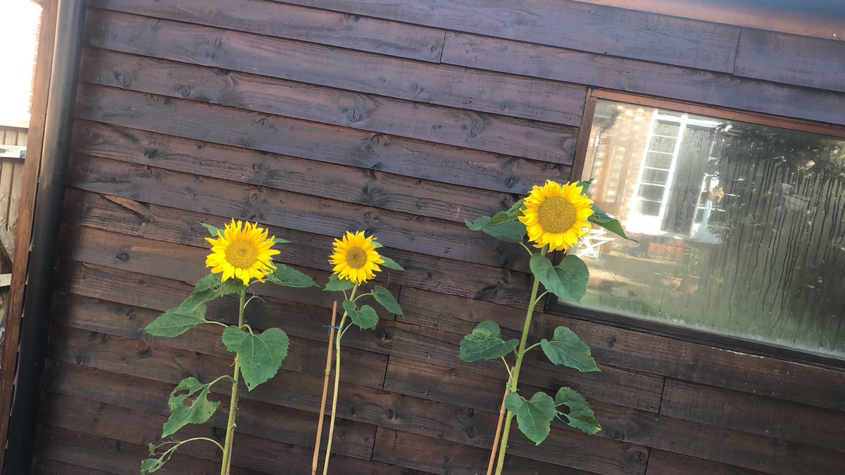 We think the sunflowers outside our recording shed might be trying to re-enact a famous sketch. ‘I look up to him because …’! #macclesfield