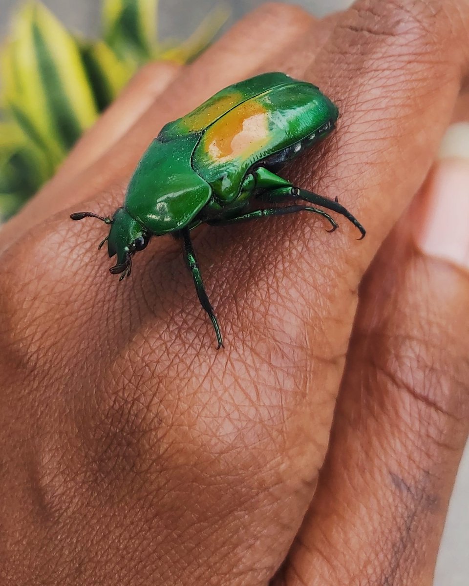 giteii's tweet photo. Saved this beauty from being crushed on the road 😅💚🪲 https://t.co/wUZDgOcAY7