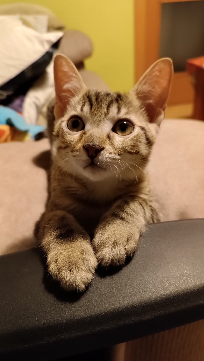 Naroxys's tweet photo. 🐈‍⬛💫 ¡Fénix en adopción! 
Este precioso gatito de unos 4 meses está buscando a su familia definitiva. Es un gato juguetón, pero también busca los mimos de sus humanos. Aquí podéis verlo actualmente, pero... (sigue) https://t.co/jU4LcxxvXI