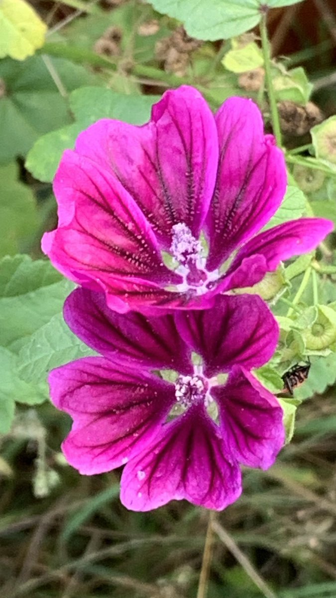 Funkelschoen's tweet photo. Die schöne #Malve noch immer heiß begehrt….☺️
#Naturephotography #nature #Natur #flowers #Malve https://t.co/FSUSVcxhDi