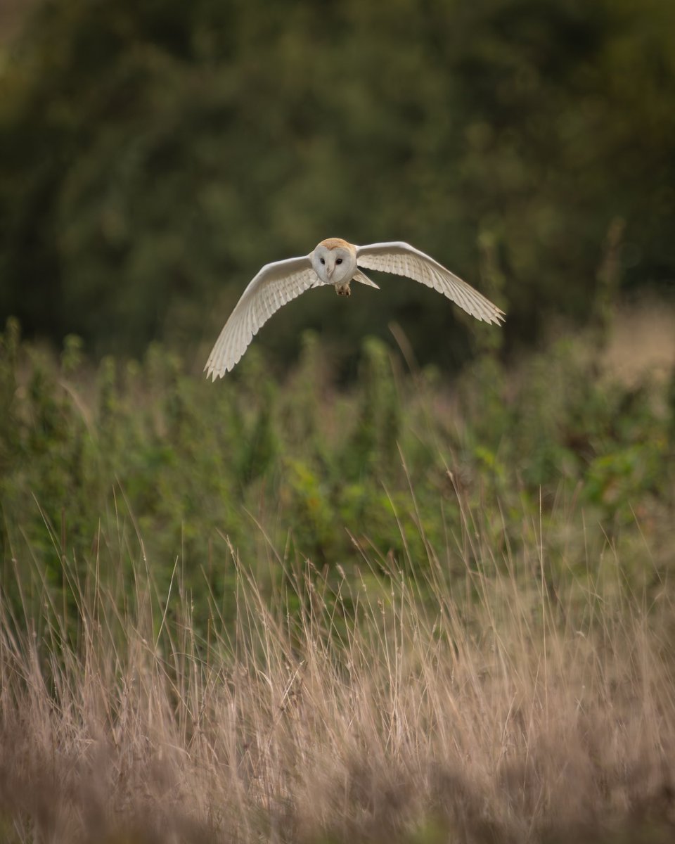 Barny on the hunt this morning .. 👻 

•••••••••••••
#wildlifephotography #wildlife #owls
#TwitterNatureCommunity #nature 
#BirdsOfTwitter #photography