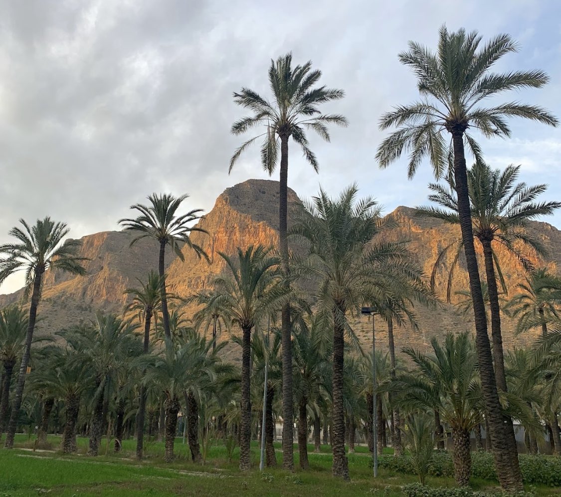 s2005mb's tweet photo. أريولــة 🇪🇸 Orihuela 
منازل قبيلة هذيل العربية شرق #الاندلس
قرب مُرسية، بلدة جميلة على نهر شقورة
وتشتهر بزراعة النخيل 🌴 إلى يومنا هذا.
جاء ذكرها بالعديد من الكتب والمراجع
ذكرها ياقوت الحموي بمعجم البلدان
والأمير شكيب أرسلان بالحلل السندسية https://t.co/NhiAYm9l1A