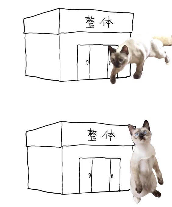 ねこ 