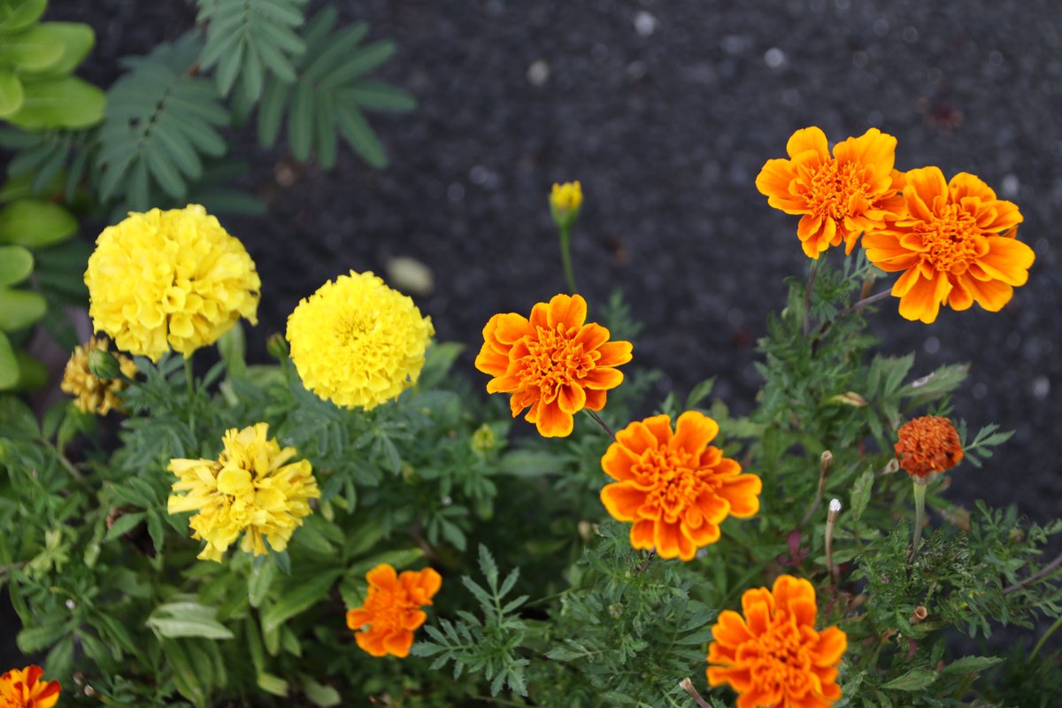 infoweb365days's tweet image. お疲れ様です
#街中スナップ
#ご近所花壇
#EOSM200 #B018