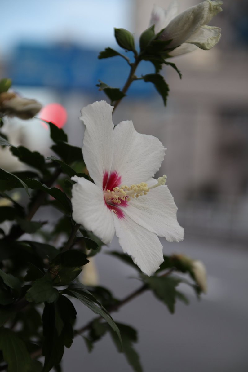 infoweb365days's tweet image. お疲れ様です
#街中スナップ
#ご近所花壇
#EOSM200 #B018