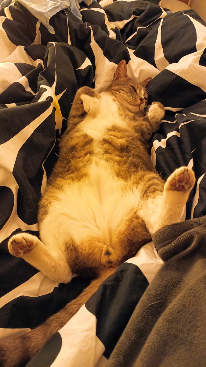 ReQuiEM_Evil's tweet photo. @_Falbala @KaraNoyak Quoique quand on y réfléchit bien ils sont pas si différents des mecs... Dès que ça peut rien branler et montrer ses attributs...
#CatSpreading https://t.co/LUxxjCtw9S