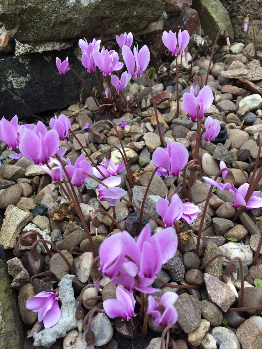 Sarahflowers50's tweet image. Cyclamen time. These are popping up everywhere.
Happy Saturday
#GardeningTwitter #GardensofTwitter #AutumnGarden #Autumnvibes