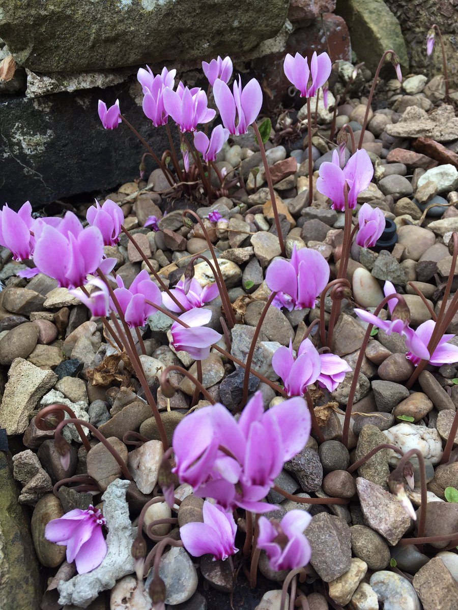 Cyclamen time. These are popping up everywhere.
Happy Saturday
#GardeningTwitter #GardensofTwitter #AutumnGarden #Autumnvibes