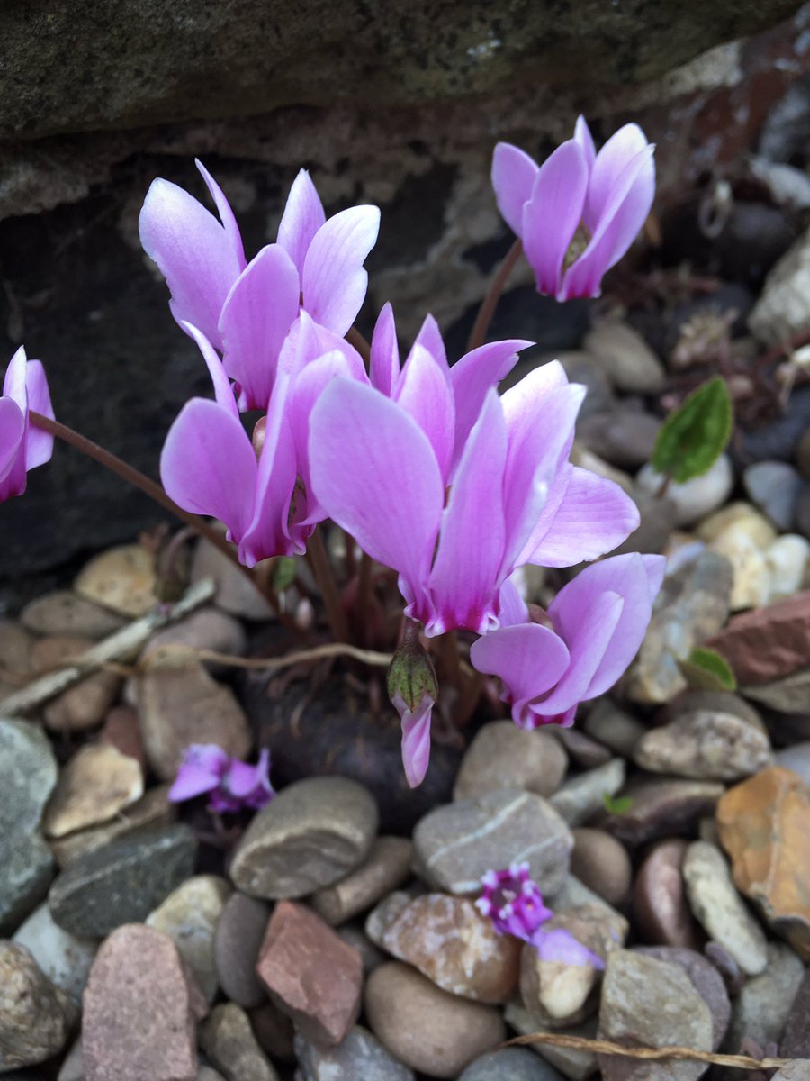 Sarahflowers50's tweet image. Cyclamen time. These are popping up everywhere.
Happy Saturday
#GardeningTwitter #GardensofTwitter #AutumnGarden #Autumnvibes