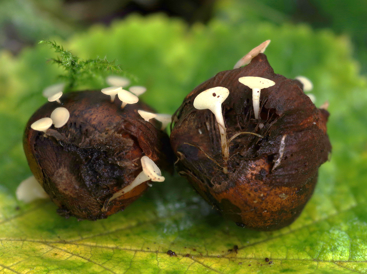 wilde_eep's tweet photo. Nut disco - Hymenoscyphus fructigenus - growing on last year's hazel nuts #fungi https://t.co/RdCxNlQDaf