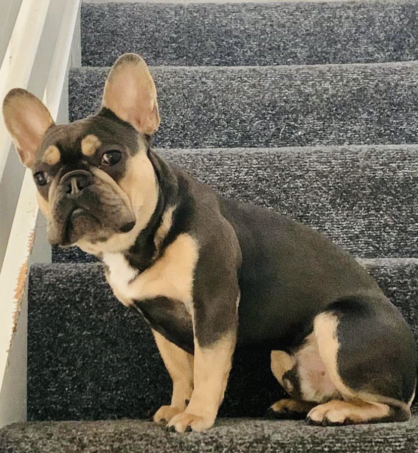 BRUNO’S air tag was found unclipped on the grass with no sign of him
Male #FrenchBulldog 
Kings Drive #Leicester LE3 area, on Wednesday, 30th August 2023. Pls keep looking for him! Will he be sold on? Contact DogLost doglost.co.uk/dog-blog.php?d…

#TheftByFinding #PetTheftReform