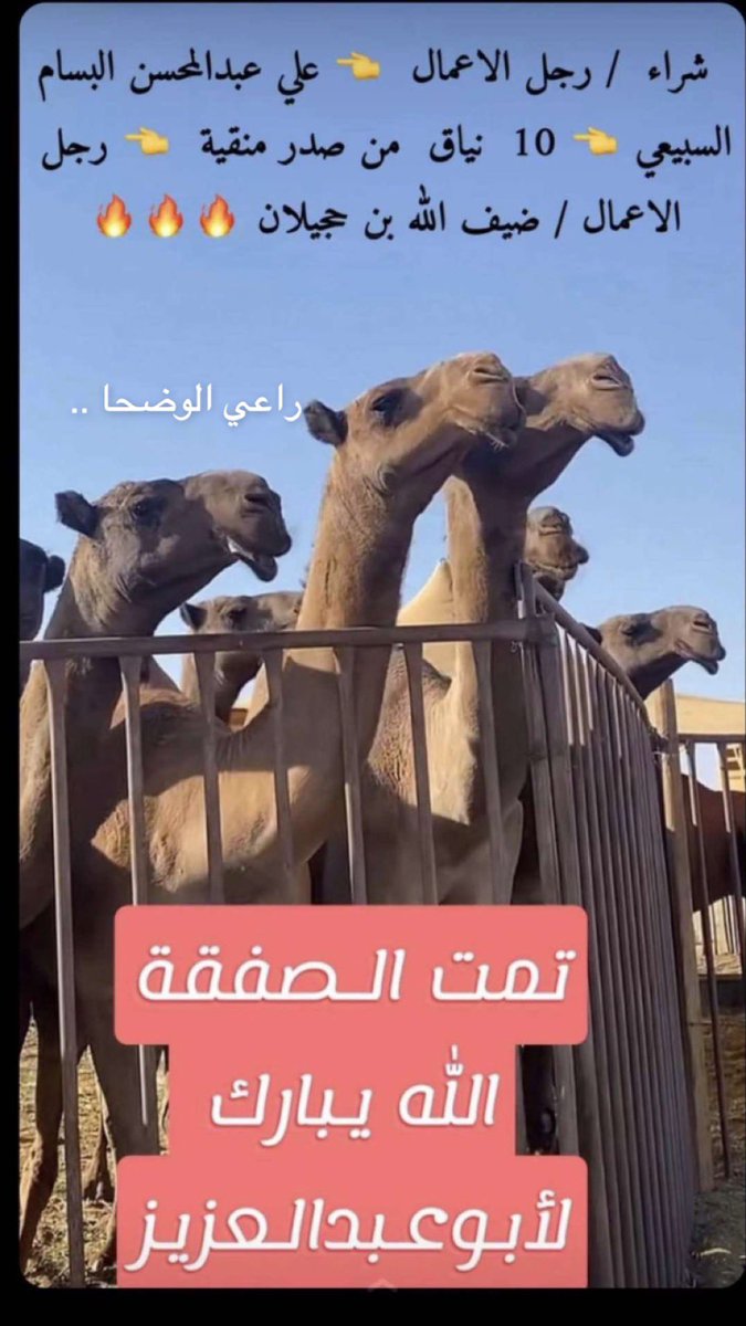 تم بيع عشر من منقية ضيف الله حجيلان الجش على / علي البسام السبيعي .
الله يبارك لشاري ويخلف على البائع .

على الصور الموجودة هذا ليس صدر منقية ضيف الله بن حجيلان !

أعتقد أنها من الرديفه والعلم عند الله 🤚